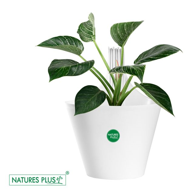 NATURES PLUS | GLORY SINGLE HOOK POT WHITE | PACK OF 6