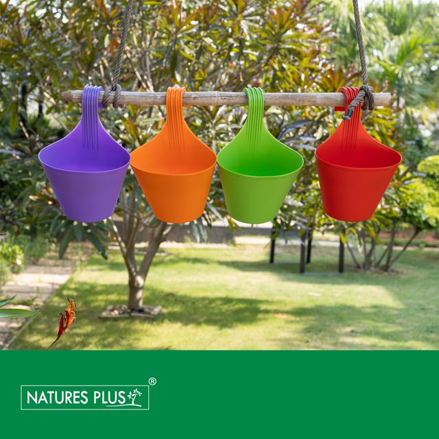 NATURES PLUS | GLORY SINGLE HOOK POT PURPLE | PACK OF 6