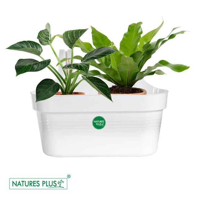 NATURES PLUS | GLORY DOUBLE HOOK POT WHITE | PACK OF 3