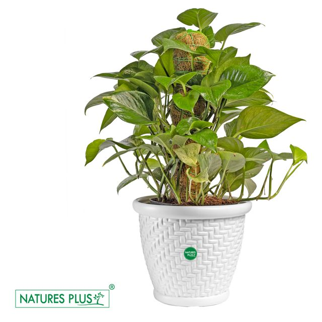 NATURES PLUS | CORAL POT 9 INCH WHITE | PACK OF 3