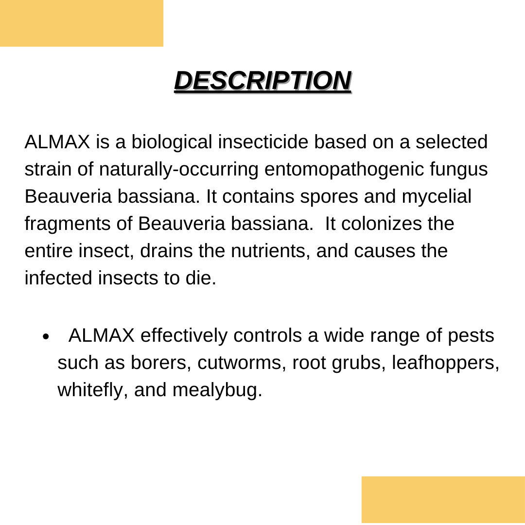 ALMAX | Beauveria bassiana | Bio insecticide | Effectively controlls caterpiller and grubs | Grub killer