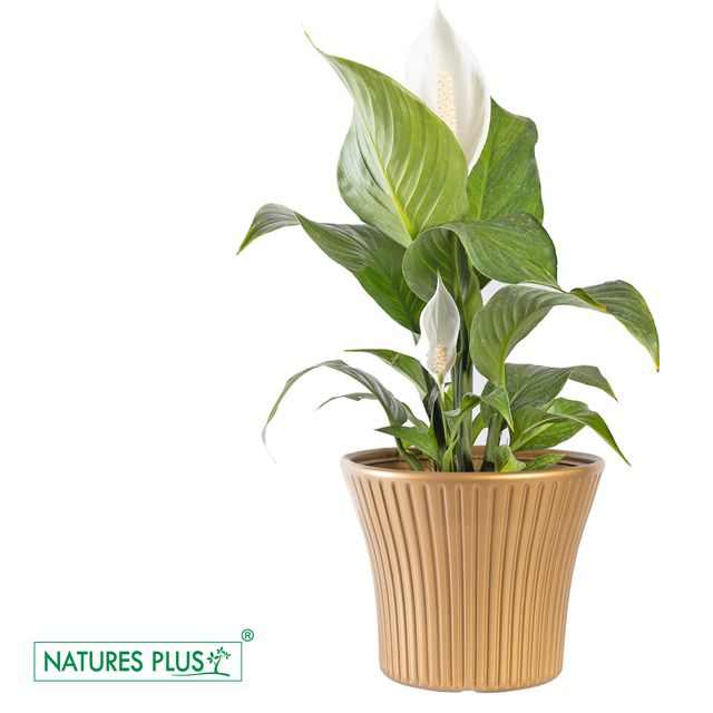 NATURES PLUS | SUNRISE POT 9 INCH GOLD Set of 3