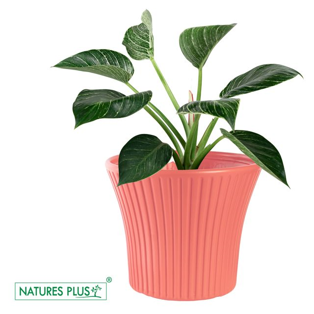 NATURES PLUS | SUNRISE POT 5 INCH PINK Set of 6