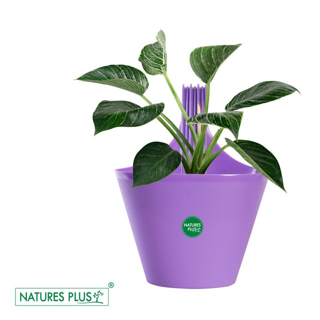 NATURES PLUS | GLORY SINGLE HOOK POT PURPLE | PACK OF 6