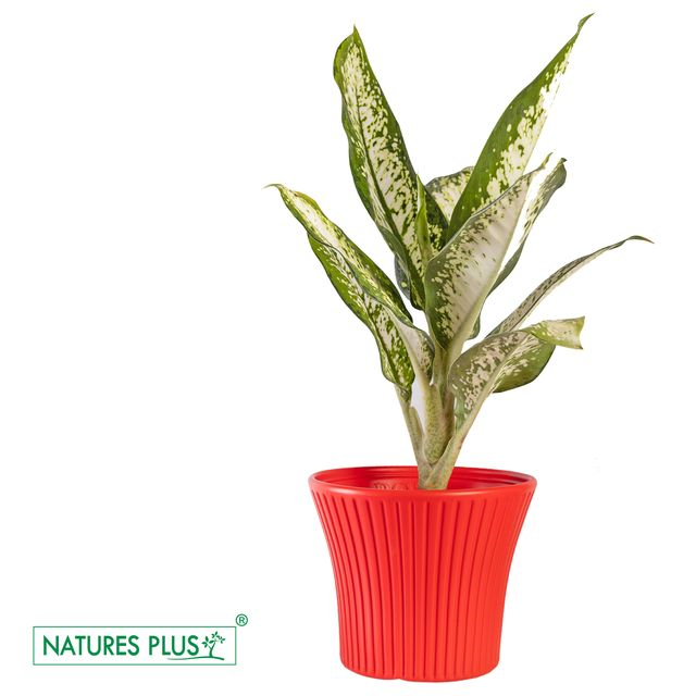 NATURES PLUS | SUNRISE POT 9 INCH RED Set of 3