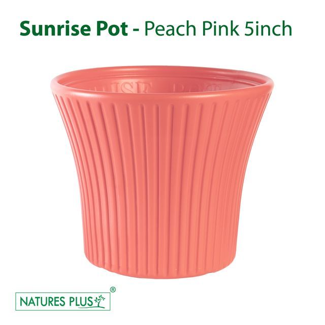 NATURES PLUS | SUNRISE POT 5 INCH PINK Set of 6