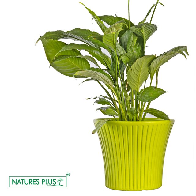 NATURES PLUS | SUNRISE POT 5 INCH GREEN Set of 6