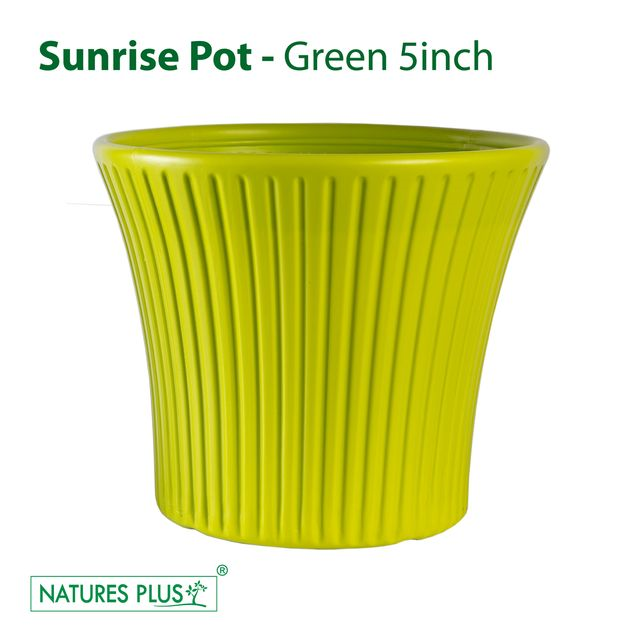 NATURES PLUS | SUNRISE POT 5 INCH GREEN Set of 6