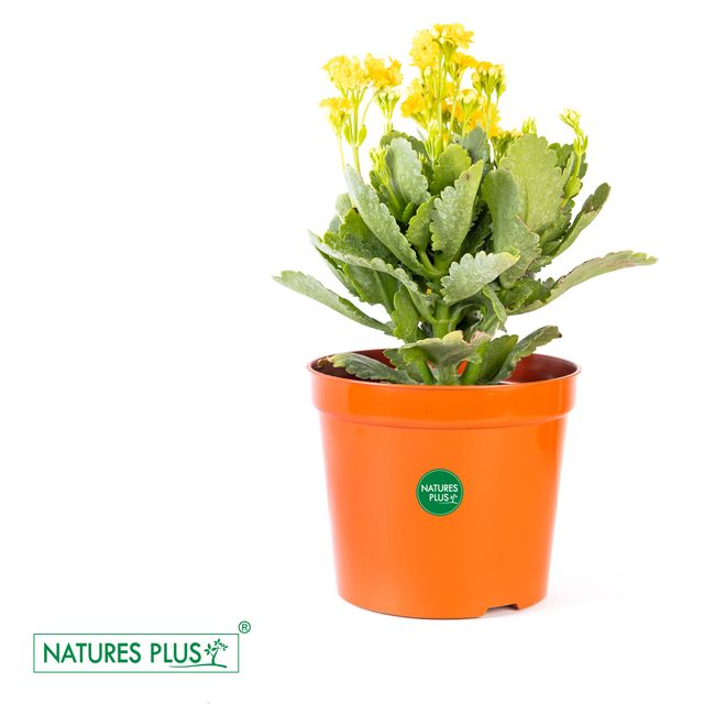 NATURES PLUS Plastic Flower Pots for Garden Planters 7 Inch Diameter Set of 6