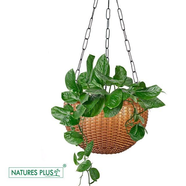 NATURES PLUS | RATTAN HANGING POT 8 INCH COPPER | SET OF 6